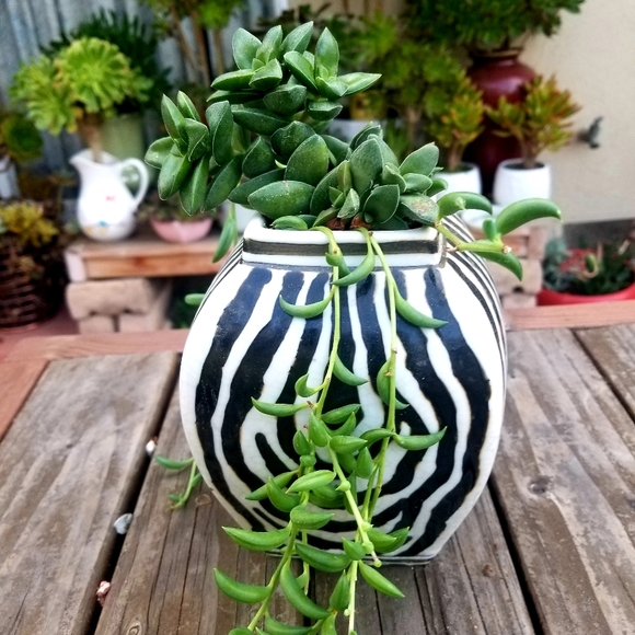 None Other - 🔴 Crussula Springtime Arrangement